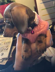 K9 Bytes is the best place to purchase cat and dog collars!