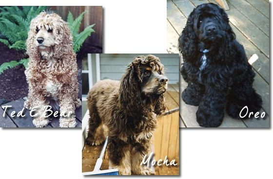 Ted E Bear, Mocha and Oreo